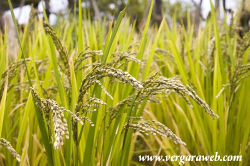 cosechaarroz